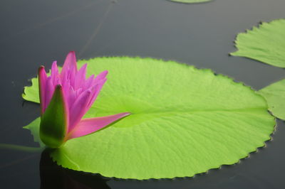 Close-up of lotus water lily in pond