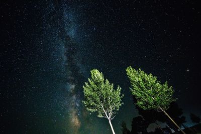 Low angle view of tree against sky at night