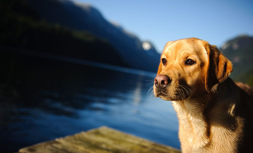 Yellow labrador retriever looking away by lake