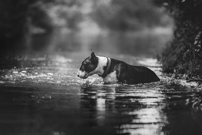 Dog swimming in a lake