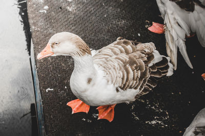 High angle view of geese on lake