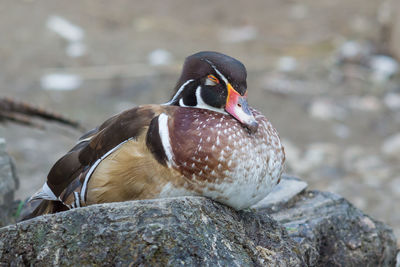 Sleeping duck on a stone