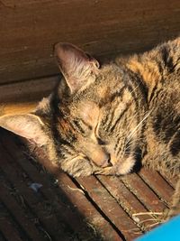 Close-up of cat sleeping