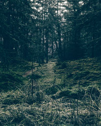 Trees in forest