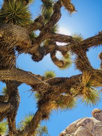 Low angle view of palm tree against clear blue sky