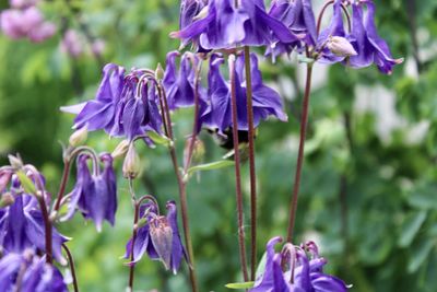 Close-up of purple flowering plants