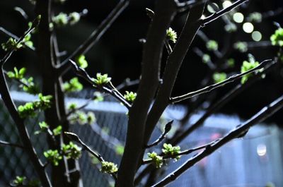 Close-up of leaves on tree