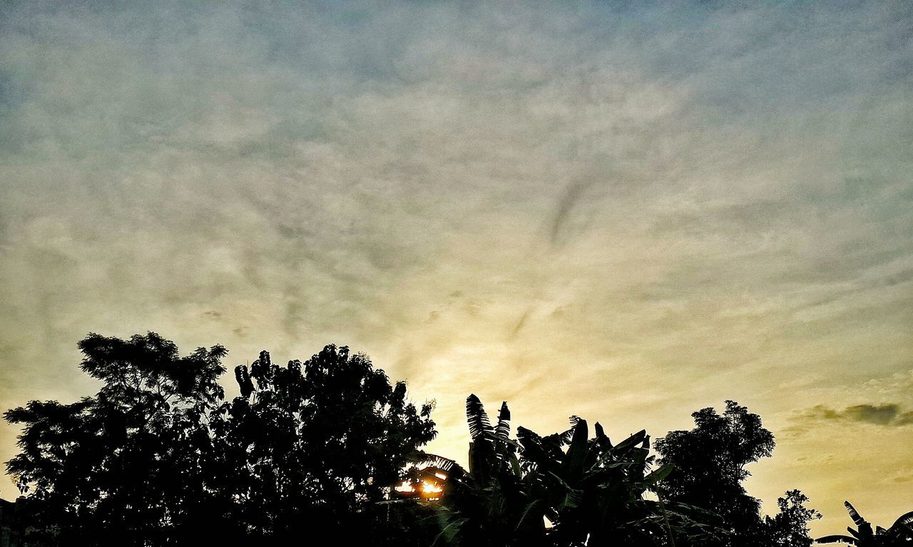 HIGH SECTION OF SILHOUETTE TREES AGAINST CLOUDY SKY