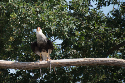 Bird perching on a tree