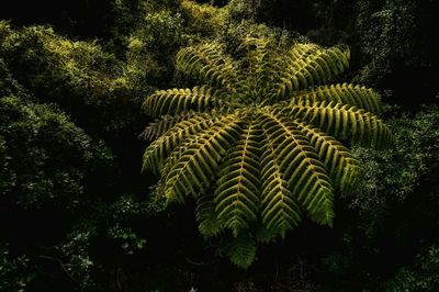 Plants growing on tree