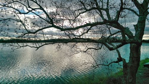 Bare trees against sky