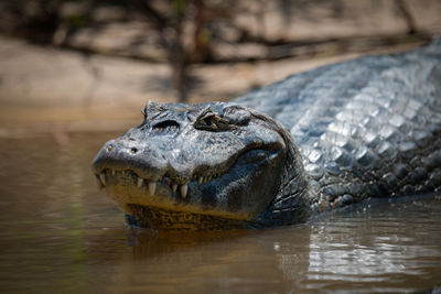 Portrait of caiman swimming in lake