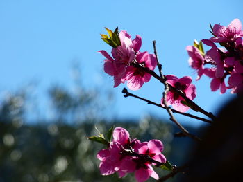 Close-up of pink cherry blossoms against sky