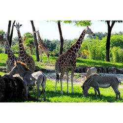 View of a zebra grazing on grassland