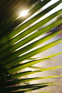 Close-up of palm tree leaves