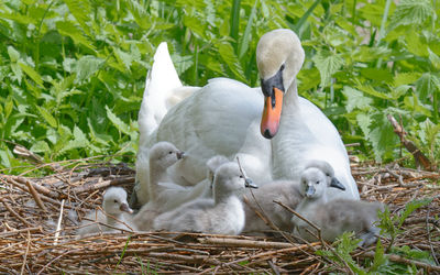 An adult mute swan sitting in the nest with some young hatchlings