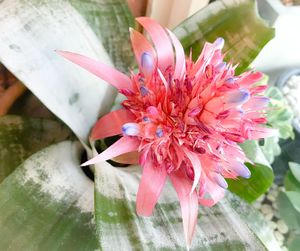 Close-up of pink flower blooming outdoors