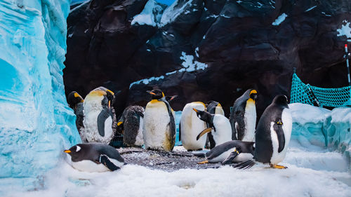 Penguins on snow