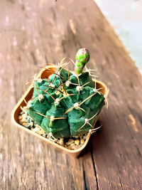 High angle view of potted plant on table