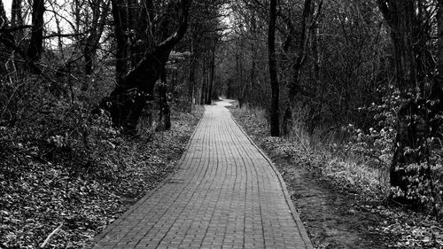 Narrow pathway along trees in forest