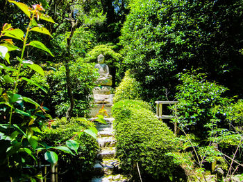 Plants and trees in park