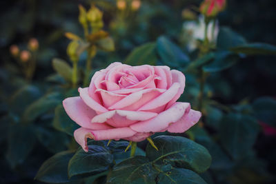 Close-up of pink rose