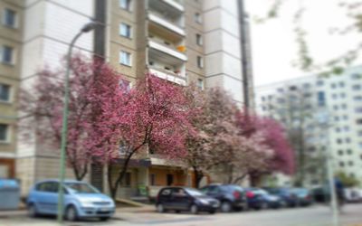 Pink flower tree in city
