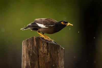 Close-up of maina on wooden post