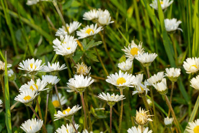 Many daisies on a meadow in green nature