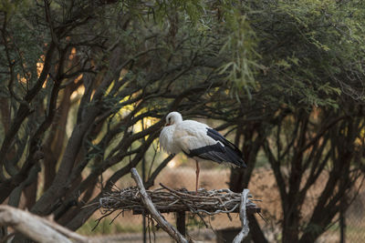 White stork perching on nest against trees