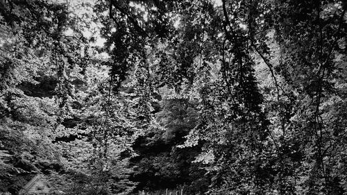 Close-up of tree in forest