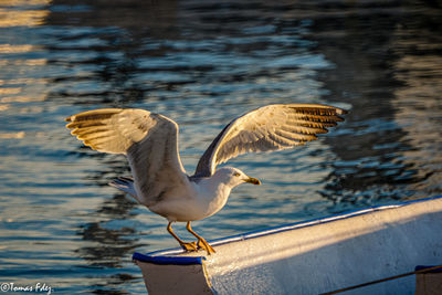 Seagull perching on a lake