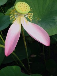 Close-up of pink flowers