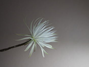 Close-up of white dandelion flower against gray background