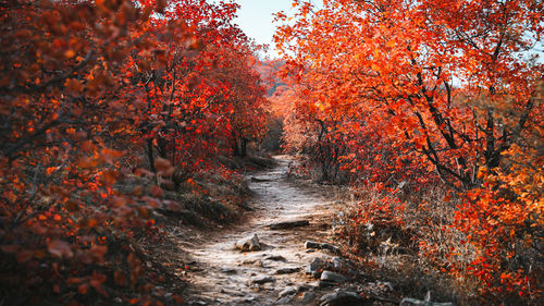Dirt road amidst trees in forest during autumn