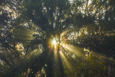 Low angle view of trees against sky