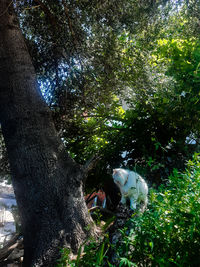 View of trees in forest