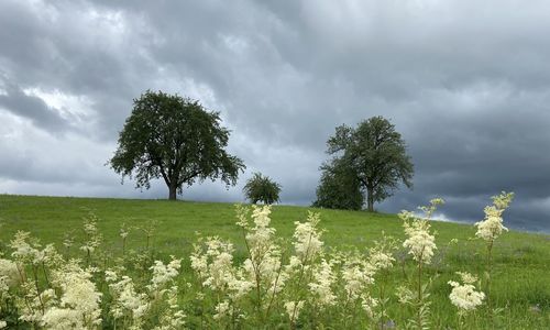 Trees on field against sky