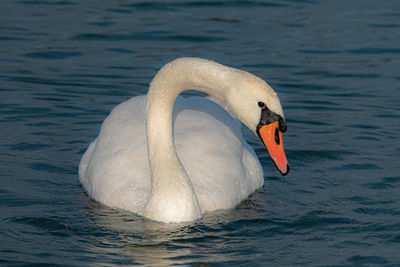 Swan in a lake