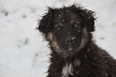 Close-up portrait of a dog in snow