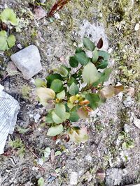 Plants growing on tree