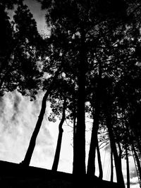 Low angle view of silhouette trees against sky