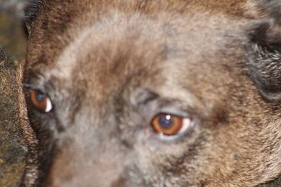 Close-up portrait of a dog