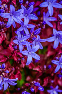 Close-up of purple flowering plant