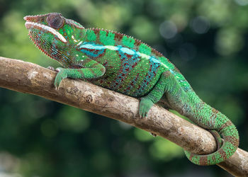 Close-up of lizard