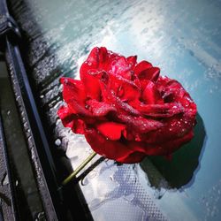 Close-up of red rose