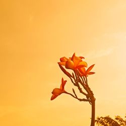 Close-up of orange flowering plant against sky during sunset