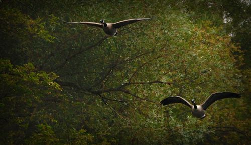 View of a bird flying against plants