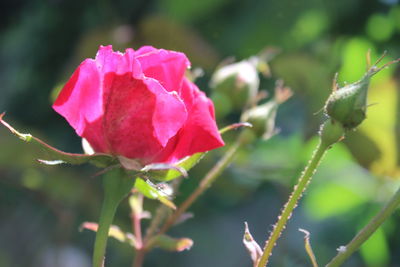 Close-up of pink rose