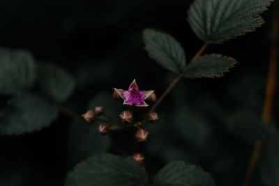 Close-up of pink flowering plant leaves